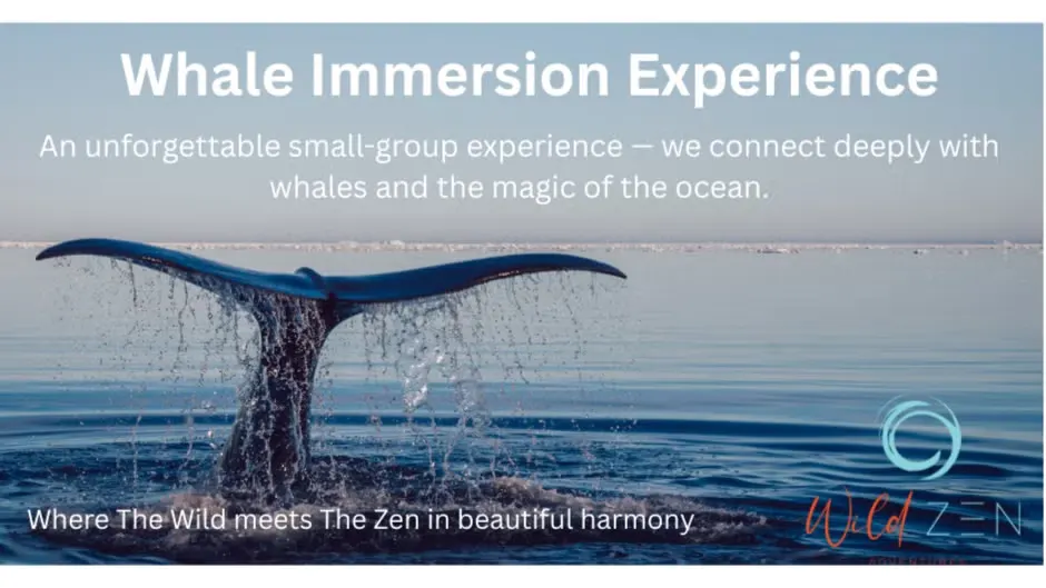 Whale Immersion Experience - Swim with Whales and Dolphins in Noosa